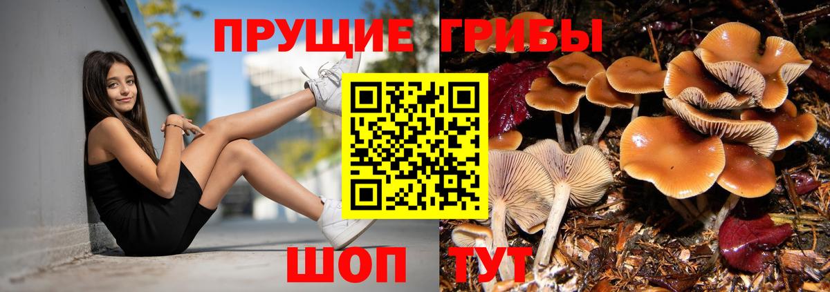 Донской  Галлюциногенные грибы Cubensis  Вход с VPN 